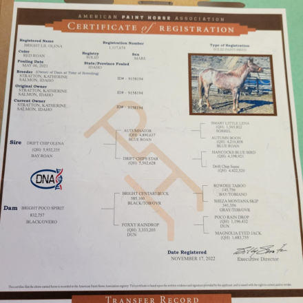 HorseID: 2307583 BRIGHT LIL OLENA - PhotoID: 1091533