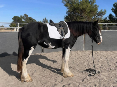 HorseID: 2307586 Lana - PhotoID: 1091534