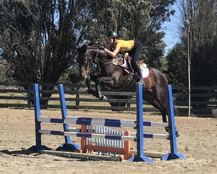 HorseID: 2307587 At Ease - PhotoID: 1092130