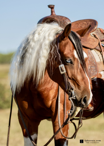 HorseID: 2307589 All Class Millionare - PhotoID: 1091835