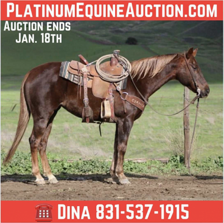 HorseID: 2307591 Mary Poppins LHR - PhotoID: 1091536