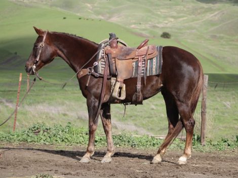 HorseID: 2307591 Mary Poppins LHR - PhotoID: 1091537