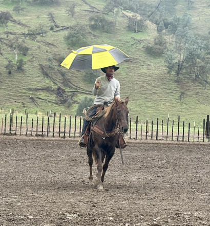 HorseID: 2307591 Mary Poppins LHR - PhotoID: 1091538