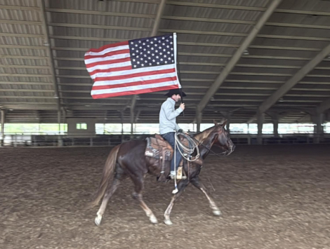 HorseID: 2307591 Mary Poppins LHR - PhotoID: 1091539