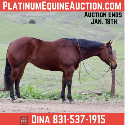 HorseID: 2307592 Just Call Me Delight LHR - PhotoID: 1091540