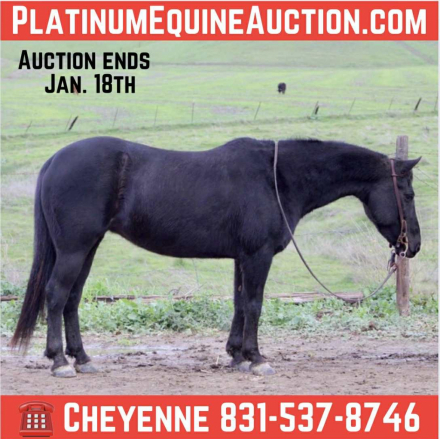 HorseID: 2307593 Izzy Cr - PhotoID: 1091544