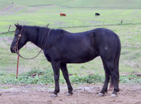 HorseID: 2307593 Izzy Cr - PhotoID: 1091545