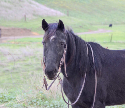 HorseID: 2307593 Izzy Cr - PhotoID: 1091546