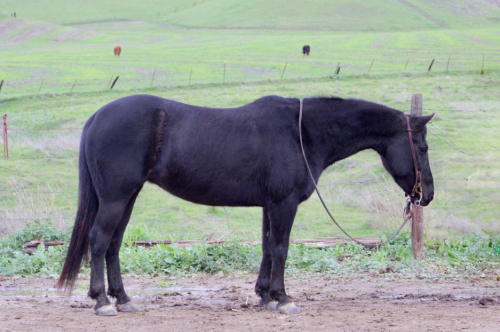 HorseID: 2307593 Izzy Cr - PhotoID: 1091547