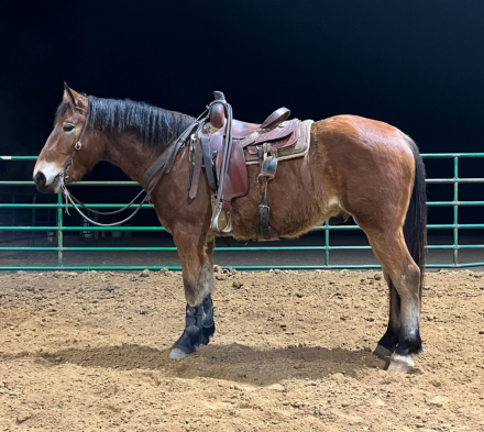 HorseID: 2307595 Charlie Sampson - PhotoID: 1091750