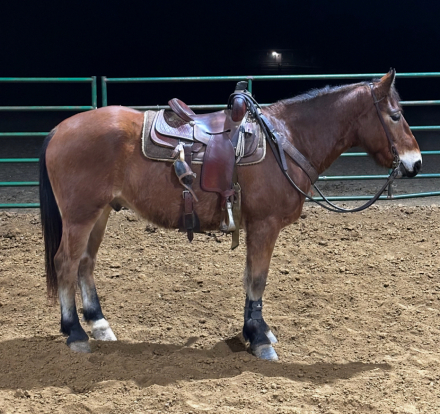 HorseID: 2307595 Charlie Sampson - PhotoID: 1091751