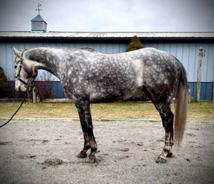 HorseID: 2307596 Farmhand - PhotoID: 1091553