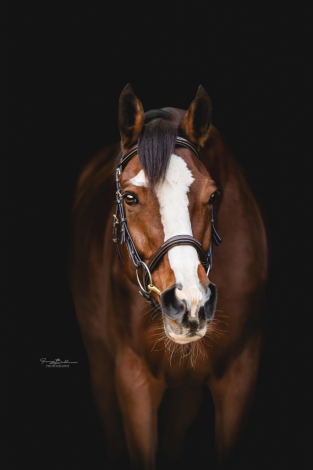 HorseID: 2307597 Heavenly Smile - PhotoID: 1091554