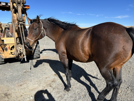 HorseID: 2307603 Simpson Ranch Dusty - PhotoID: 1091555