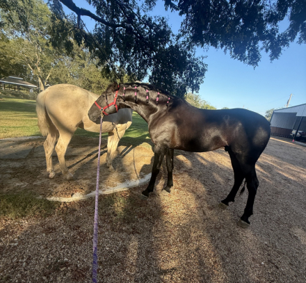 HorseID: 2307605 Coronel ff - PhotoID: 1091560