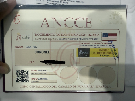 HorseID: 2307605 Coronel ff - PhotoID: 1091562