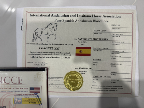 HorseID: 2307605 Coronel ff - PhotoID: 1091563