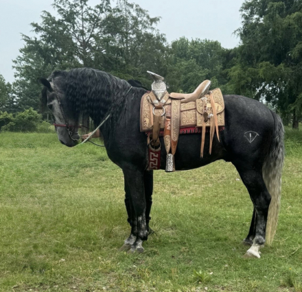 HorseID: 2307605 Coronel ff - PhotoID: 1091560