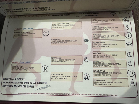 HorseID: 2307605 Coronel ff - PhotoID: 1091561