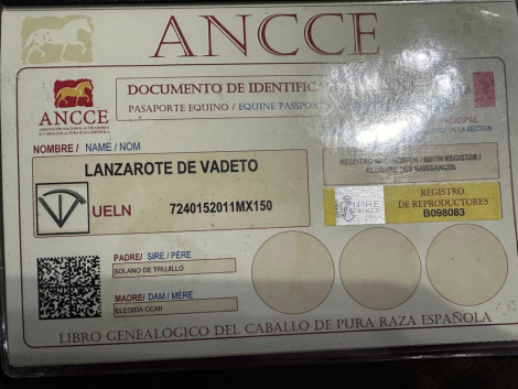 HorseID: 2307605 Coronel ff - PhotoID: 1091563