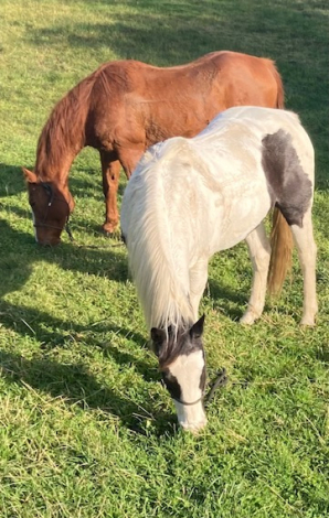 HorseID: 2307608 Skippy - PhotoID: 1091565