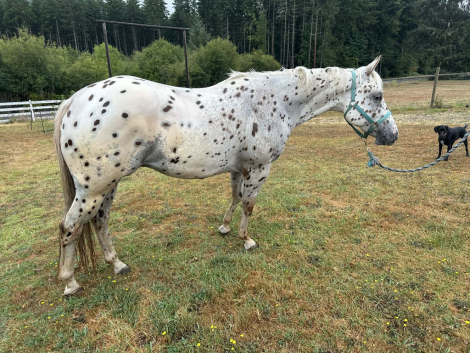 HorseID: 2307609 Iza Royal Wrangler - PhotoID: 1091566