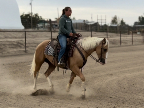 HorseID: 2307615 Lester - PhotoID: 1091578