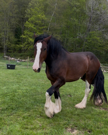 HorseID: 2307616 Dutton - PhotoID: 1091621