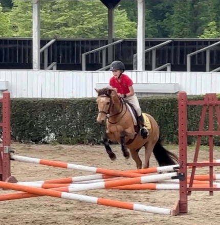 HorseID: 2307619 Buckskin Gelding - Jumpers / Polo / Fox hunting - PhotoID: 1091568