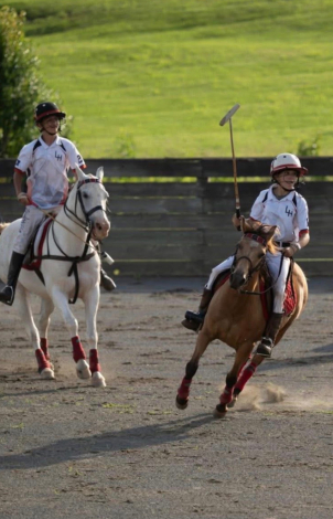 HorseID: 2307619 Buckskin Gelding - Jumpers / Polo / Fox hunting - PhotoID: 1091571