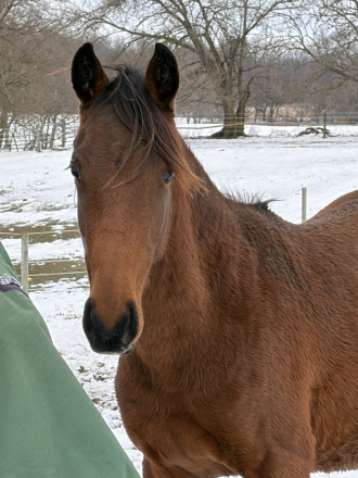 HorseID: 2307621 Eddie - PhotoID: 1091572