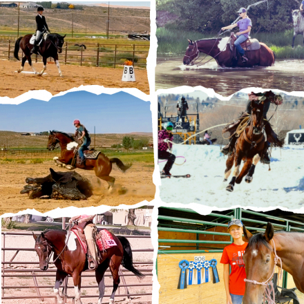 HorseID: 2307629 Rx Rocky Blue Star - PhotoID: 1091579