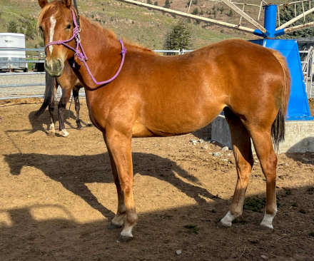 HorseID: 2307630 BEDERBEABARINHEAVEN - PhotoID: 1091580