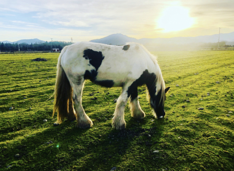 HorseID: 2307633 First Class Jewels - PhotoID: 1091581