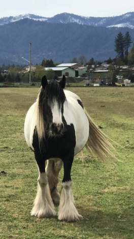 HorseID: 2307633 First Class Jewels - PhotoID: 1091584