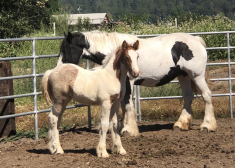 HorseID: 2307633 First Class Jewels - PhotoID: 1091585