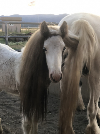 HorseID: 2307633 First Class Jewels - PhotoID: 1091586