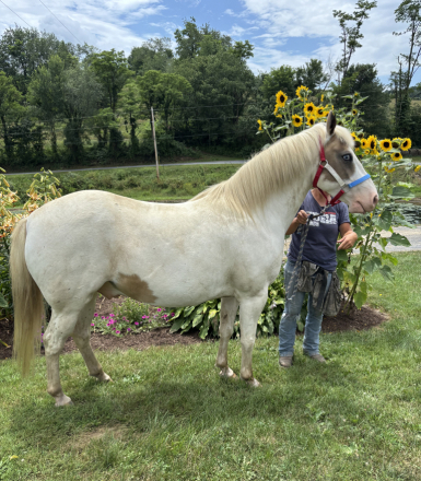 HorseID: 2307634 Freddy - PhotoID: 1091589