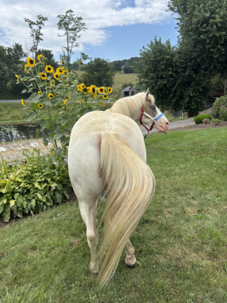 HorseID: 2307634 Freddy - PhotoID: 1091590