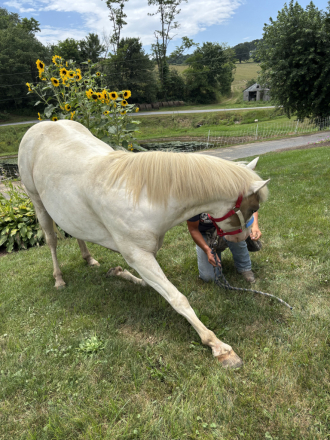 HorseID: 2307634 Freddy - PhotoID: 1091591