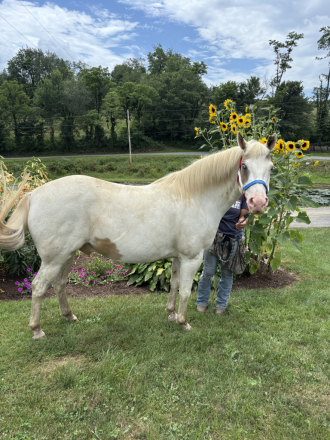 HorseID: 2307634 Freddy - PhotoID: 1091592