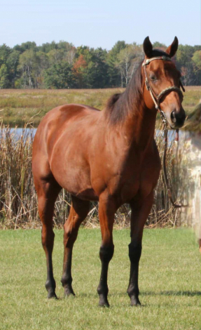 HorseID: 2307639 Adios Judith - PhotoID: 1091593