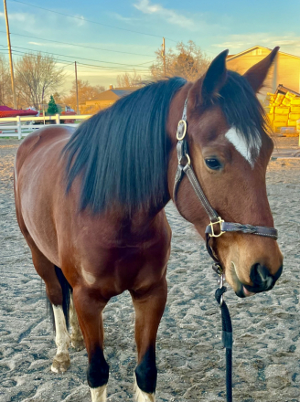 HorseID: 2307644 She’ll Winsomesolo - PhotoID: 1091598