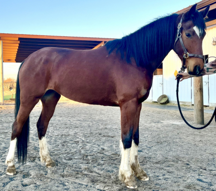 HorseID: 2307644 She’ll Winsomesolo - PhotoID: 1091599