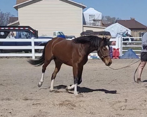 HorseID: 2307644 She’ll Winsomesolo - PhotoID: 1091600