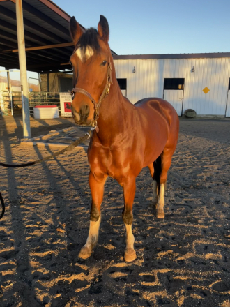 HorseID: 2307644 She’ll Winsomesolo - PhotoID: 1091659