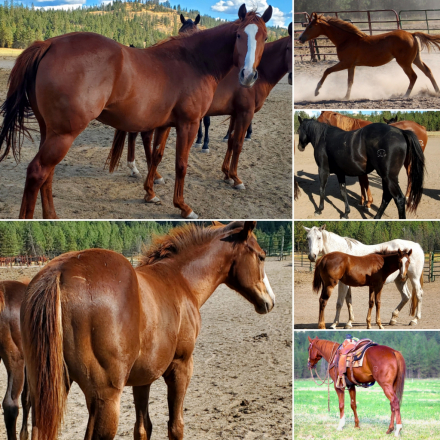 HorseID: 2307646 Justa Hitman - PhotoID: 1091606