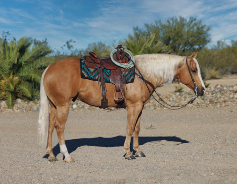 HorseID: 2307651 PS IM SHINEY - PhotoID: 1091609