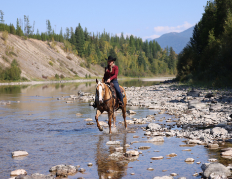 HorseID: 2307651 PS IM SHINEY - PhotoID: 1091611