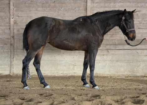 HorseID: 2307653 BELLE - PhotoID: 1091670